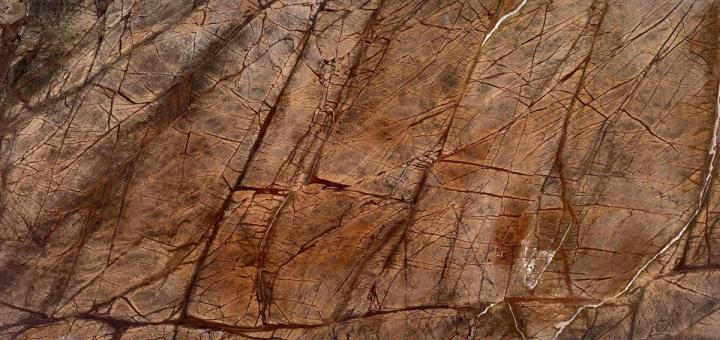 Rain Forest Brown 40092-1